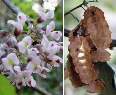 Piscidia piscipula