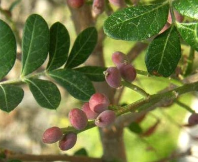 Pistacia mexicana