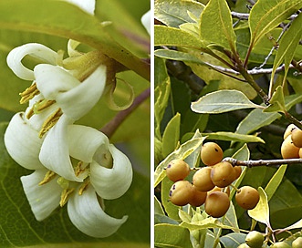 Pittosporum undulatum