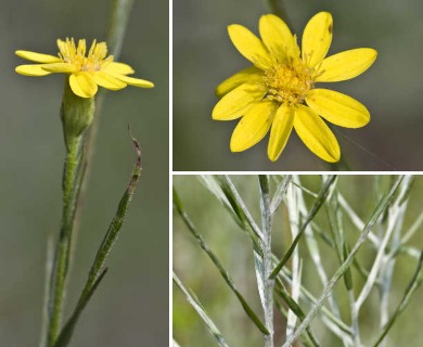 Pityopsis graminifolia