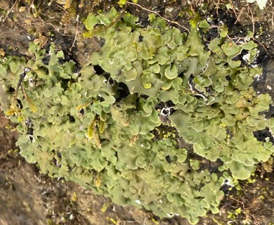 Placidium arboreum