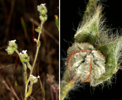 Plagiobothrys shastensis