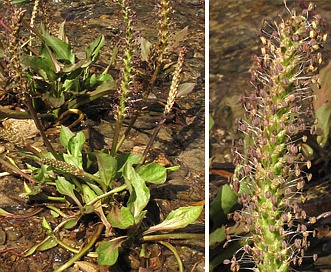 Plantago cordata