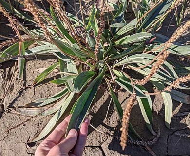 Plantago eriopoda