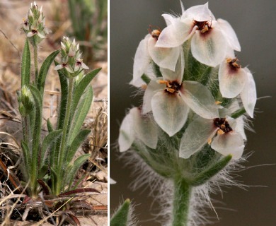 Plantago helleri