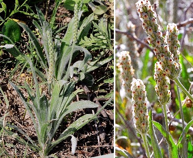 Plantago hookeriana