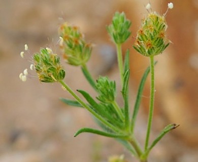 Plantago indica