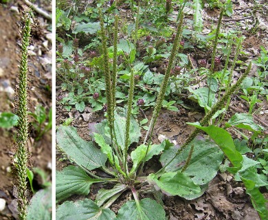 Plantago major