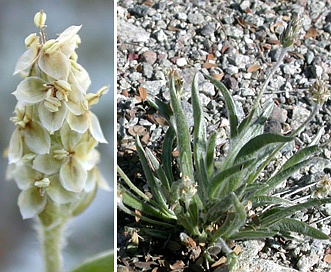 Plantago ovata