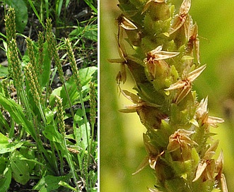 Plantago rhodosperma