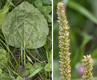 Plantago rugelii