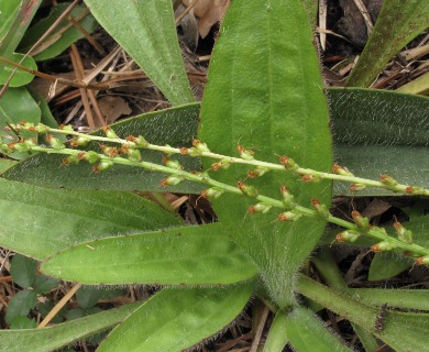 Plantago sparsiflora