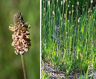 Plantago tweedyi