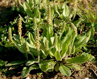 Plantago virginica