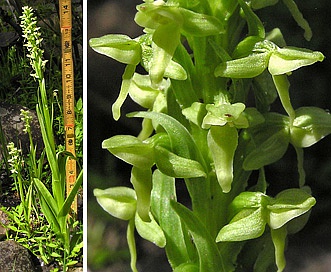 Platanthera aquilonis