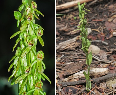 Platanthera brevifolia