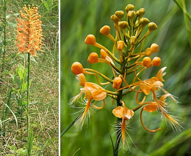 Platanthera ciliaris