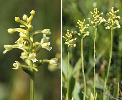 Platanthera clavellata