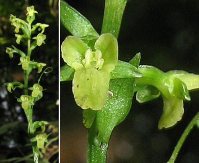 Platanthera flava