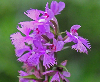 Platanthera grandiflora