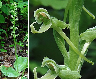 Platanthera hookeri