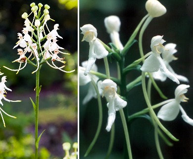 Platanthera integrilabia