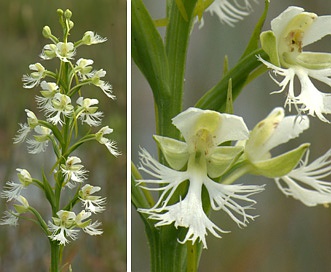 Platanthera leucophaea