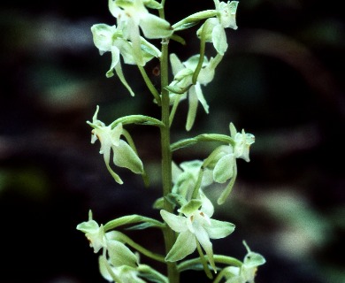 Platanthera macrophylla