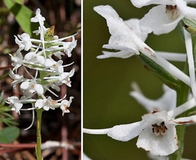 Platanthera nivea