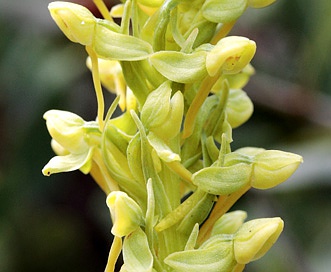 Platanthera sparsiflora