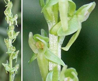 Platanthera stricta