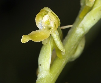 Platanthera tescamnis