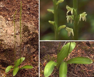 Platanthera unalascensis