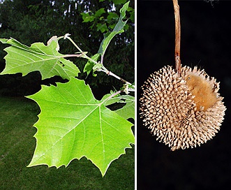 Platanus occidentalis