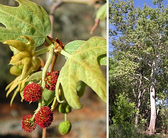 Platanus wrightii