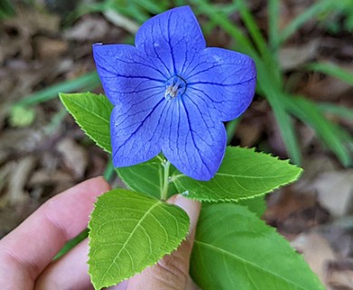 Platycodon grandiflorus
