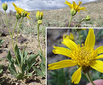 Platyschkuhria integrifolia