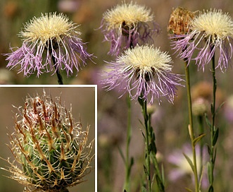 Plectocephalus americanus