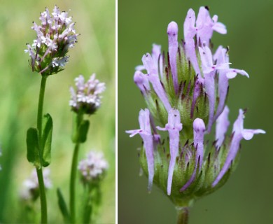 Plectritis ciliosa