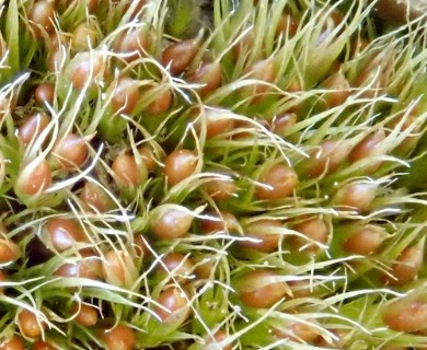 Pleuridium acuminatum