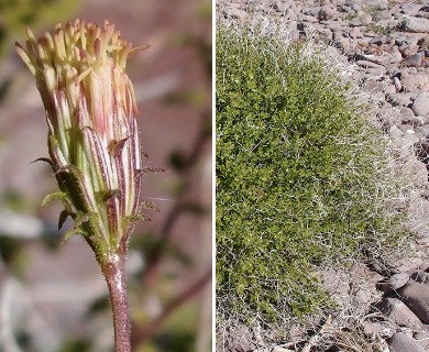 Pleurocoronis laphamioides