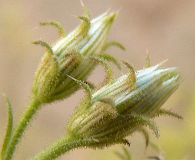 Pleurocoronis pluriseta