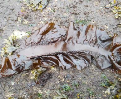 Pleurophycus gardneri