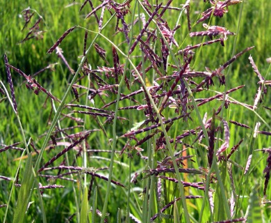 Pleuropogon californicus