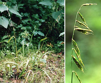 Pleuropogon refractus