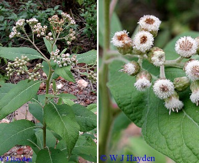 Pluchea carolinensis