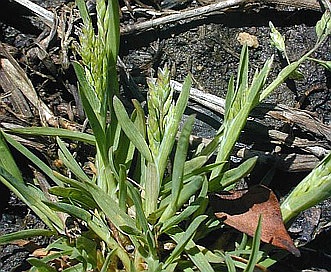 Poa annua