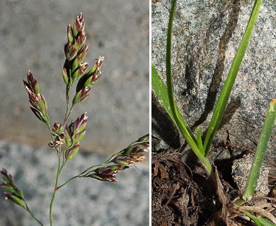 Poa arctica