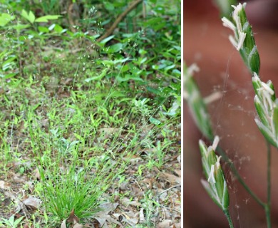 Poa autumnalis