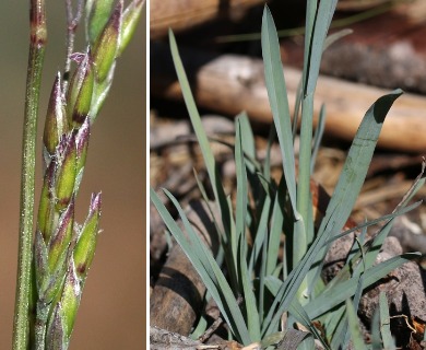 Poa bolanderi